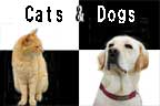 Cats_dogs